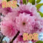 桜の花